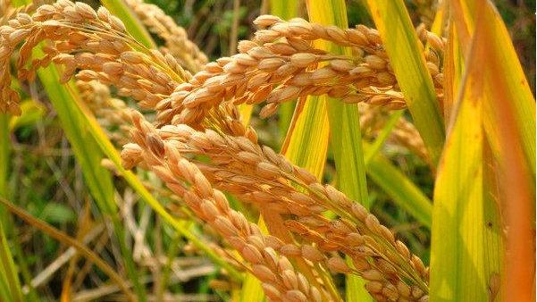 图片二 金黄的稻穗 闪灼着璀璨的光线 提供者-李慧昱.jpeg